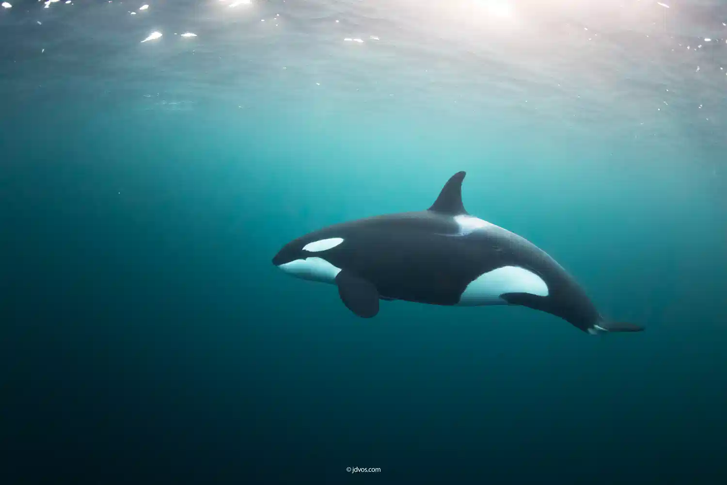 Freediving with whales: an Arctic Norway guide